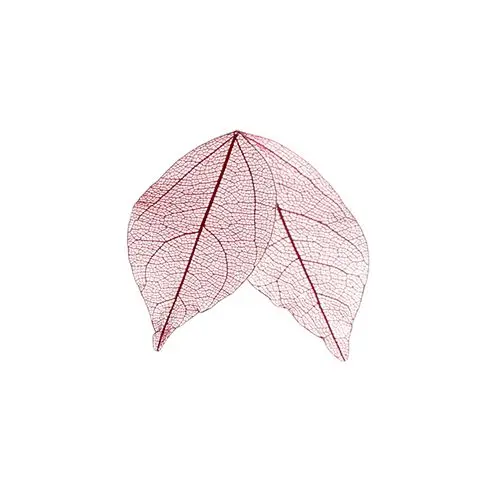 Dried leaves - claret