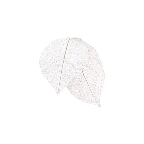 Dried leaves - white