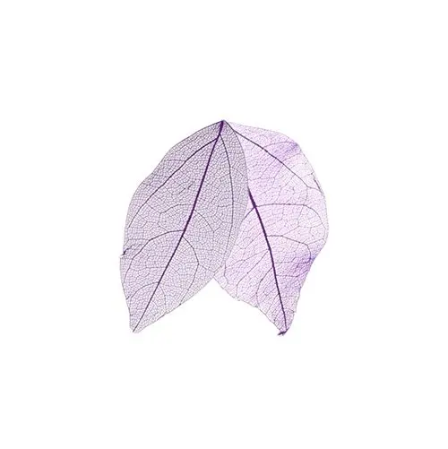 Dried leaves - violet