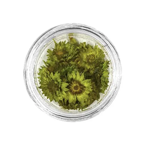 Decorative dried flowers - light green