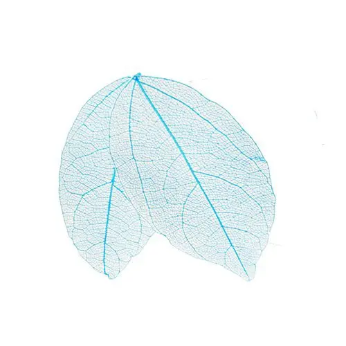 Decorative dried leaves - light turquoise