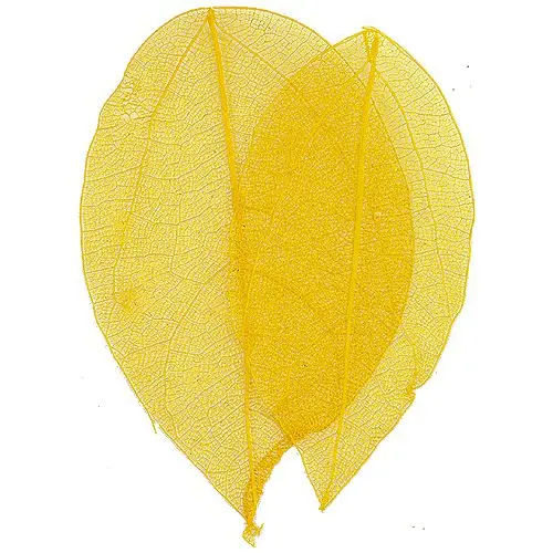 Yellow leaves for nails – dried